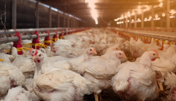 Poultry Software Management