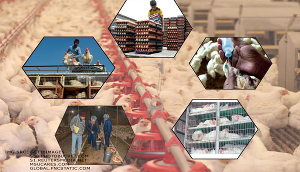 Human Resource shortage in Poultry Farms!