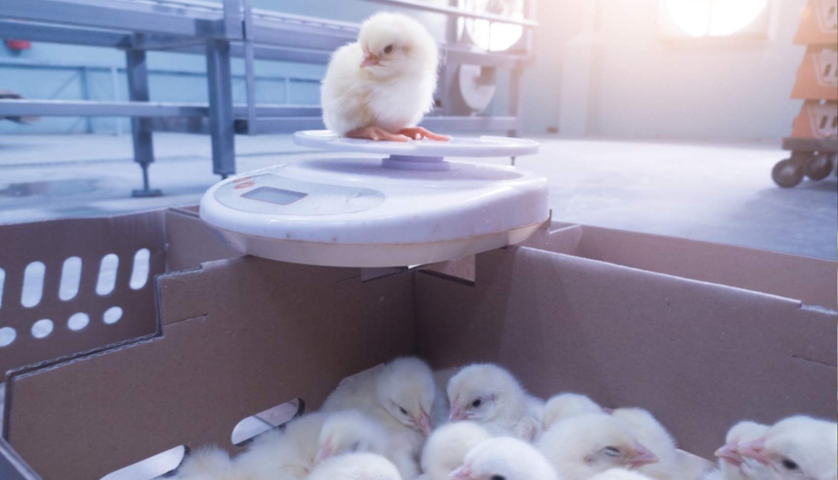 Feed Cost Management Vietnam Breeder Operations Track Every Gram