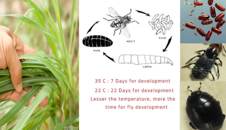  Fly Control in Poultry farms