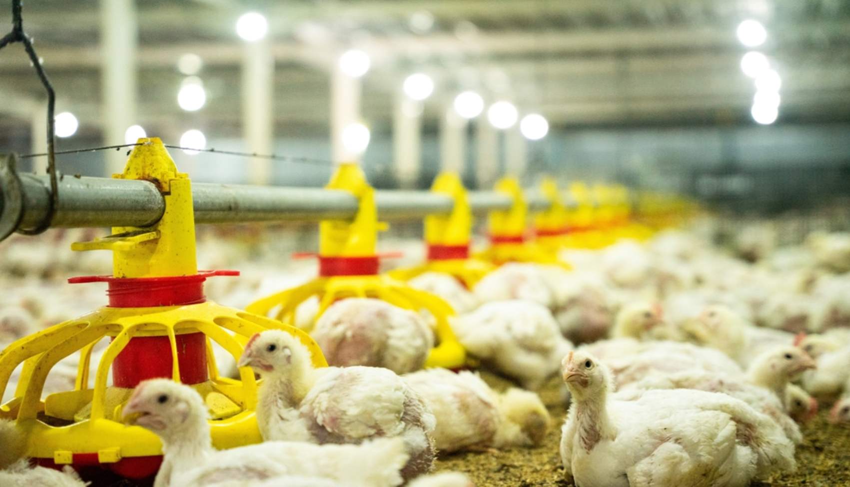 Improve Egg Fertility Qatar Breeder Farms Technology