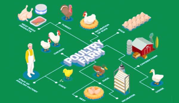 Kenya Poultry Technology Integrators