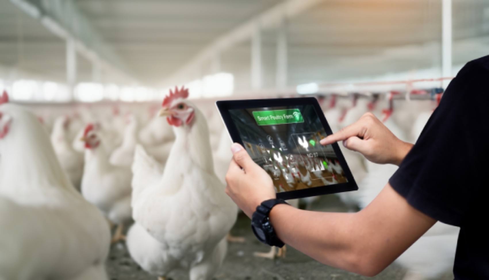 UAE Poultry Farm Digital Record Keeping